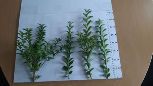 Bild von Ligustrum